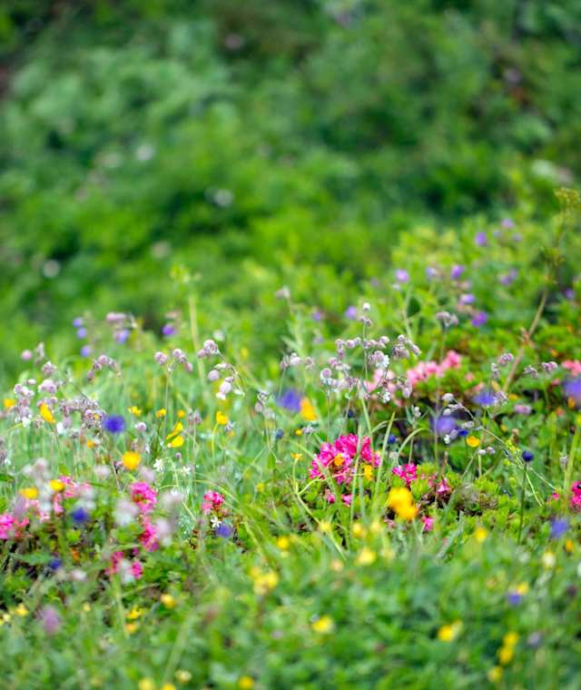 Blumenwiese