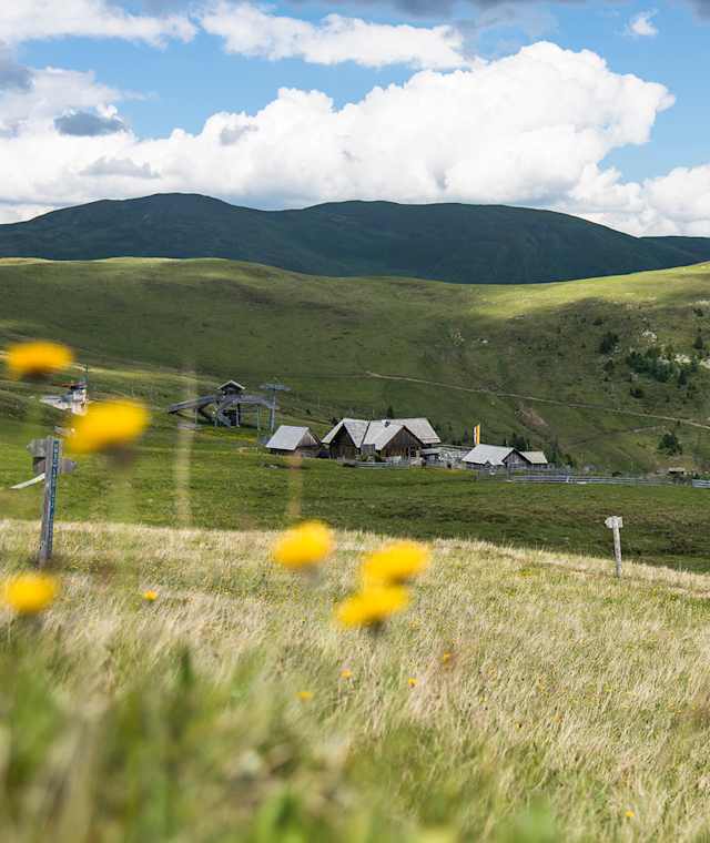 Saftige Almwiesen nahe der Blutigen Alm