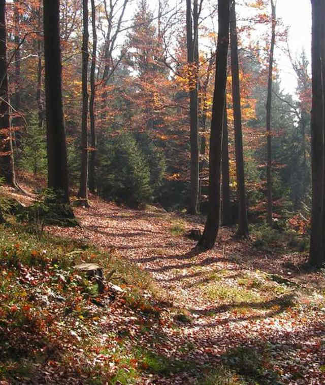 Bogendorf-Rundweg Herzogsdorf