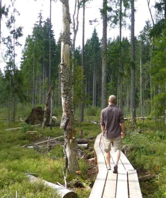 Auf einem schönen Bohlenweg durch den Nationalpark