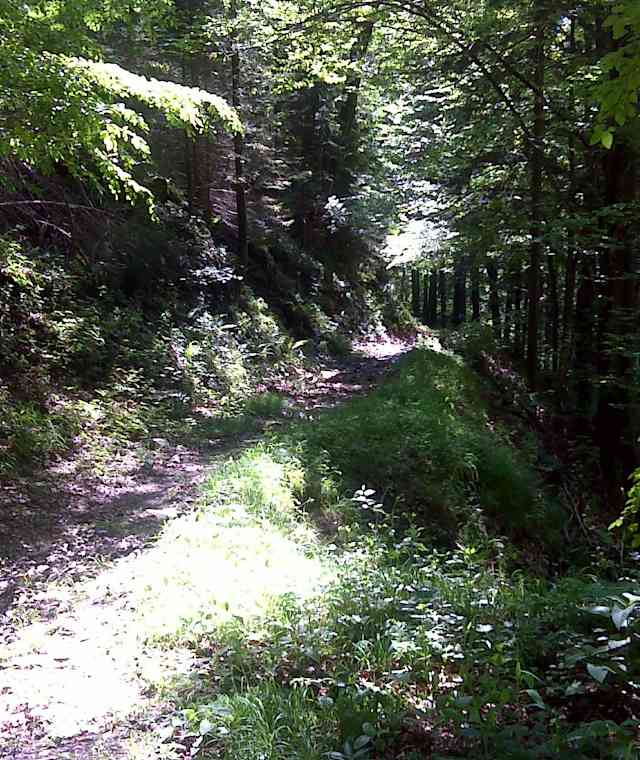 Waldweg zur Chiemseeschau