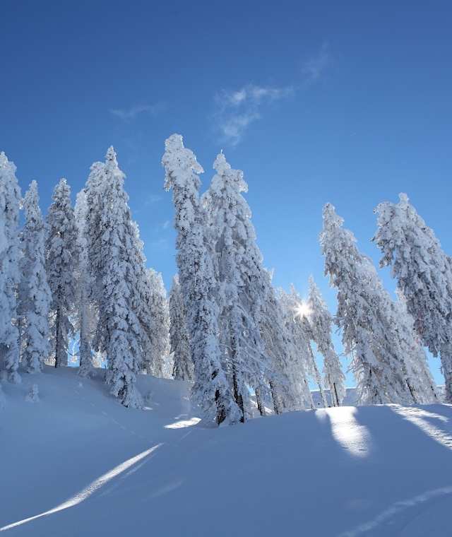 Wunderschön verschneite Bäume beim Aufstieg zur Zapferlalm.
