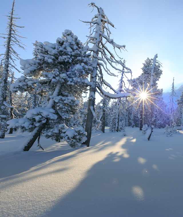 Die wunderschöne und national bedeutende Moorlandschaft Salwiden im Winterkleid