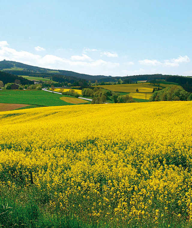 Rapsfeld