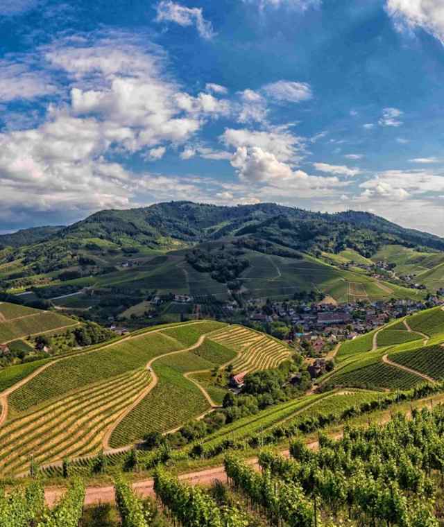Durbacher Weinpanorama