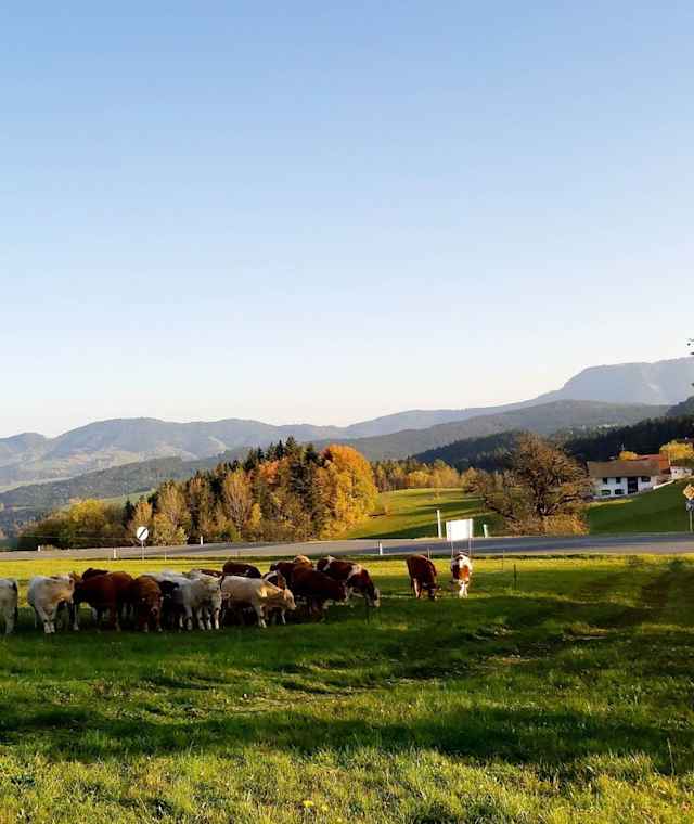 Am Rechberg - Naturpark Almenland