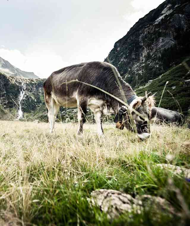 Grauvieh auf der Alm