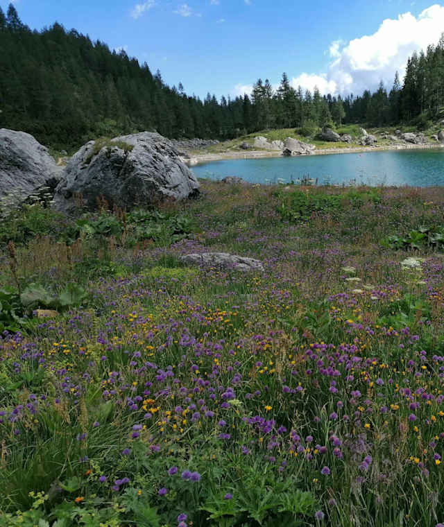 nahe und südlich der Koča pri Triglavskih jezerih: Blumen im Hochsommer, im Hintergrund der Dvojno jezero