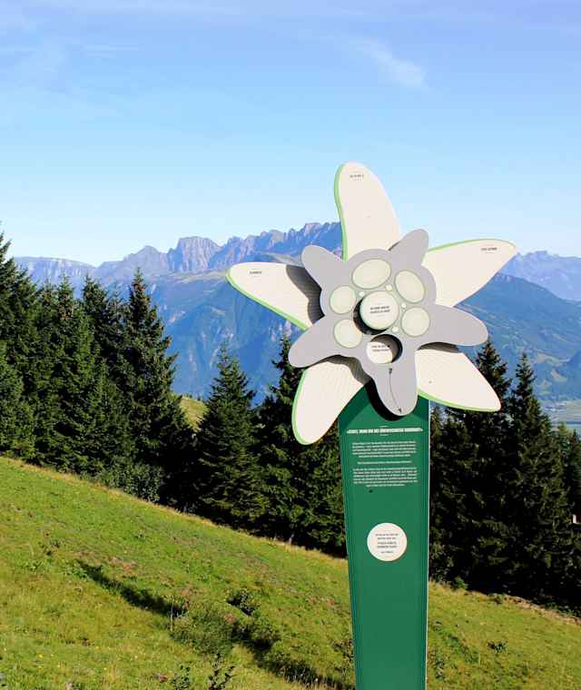Edelweiss Stehle