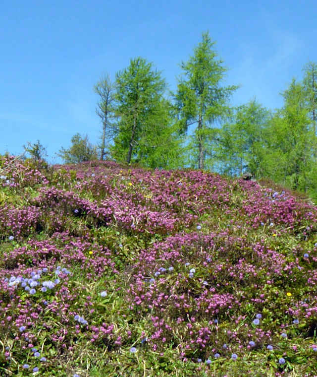 Besenheide auf dem Gelände der Edtalm