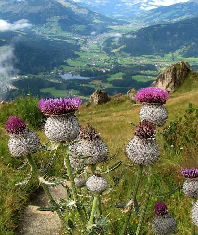 Etwas unterhalb des Kitzbüheler Horns befindet sich der schöne Alpenblumengarten.