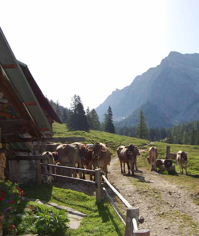 Am Lafatscher Niederleger