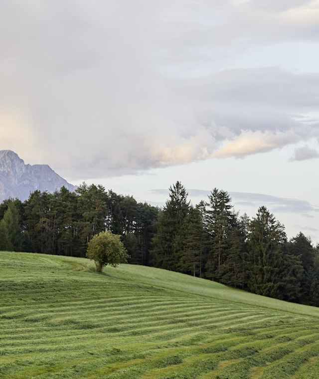Wildermieming-Fiecht