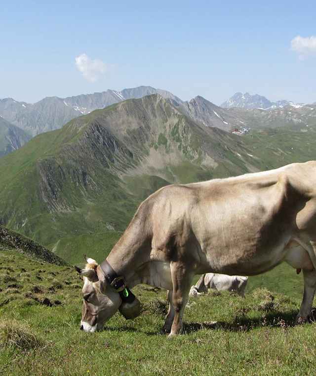 Friedlich grast die Kuh