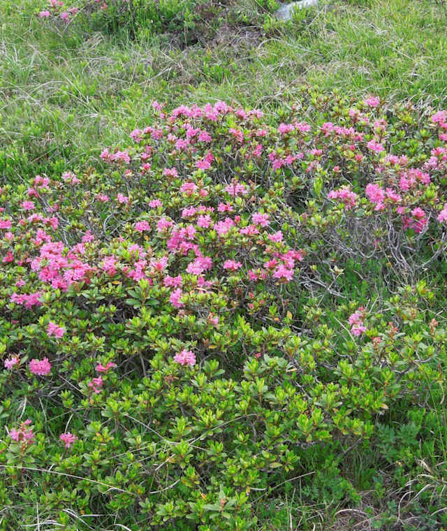 Almrauschblüte