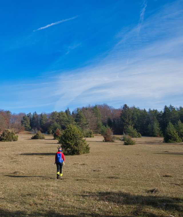 Wacholderweide am Weg zum Sternberg