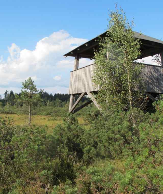 Großer Latschenrundweg