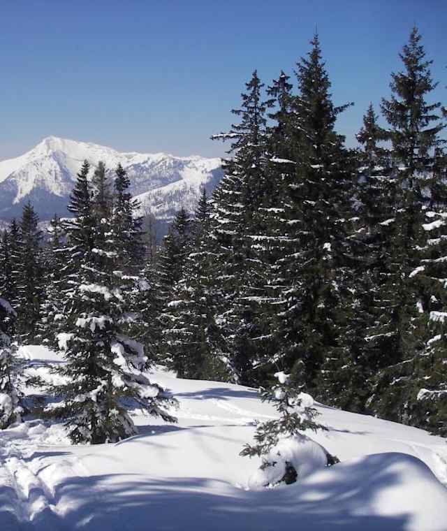 Aufstieg Zellerhut mit Blick zum Dürrenstein
