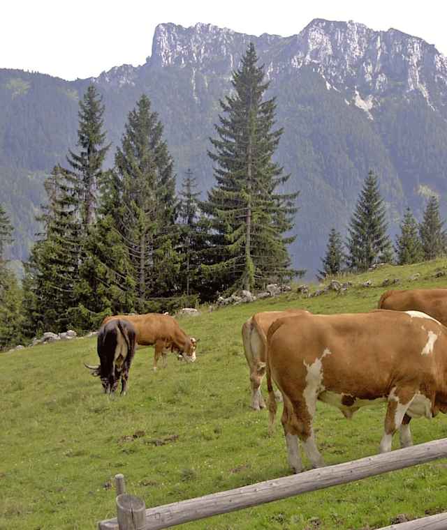 Blick von der Haaralm