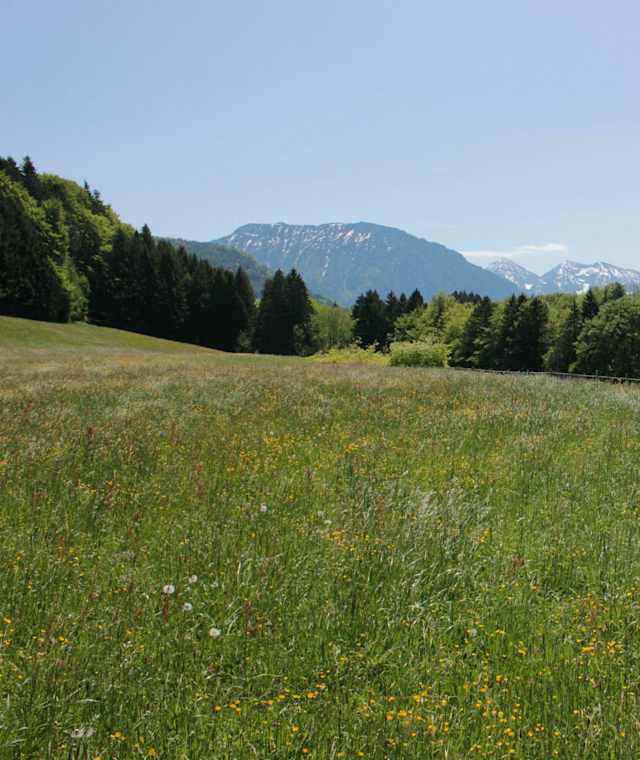 Sommerlandschaft in Siegsdorf