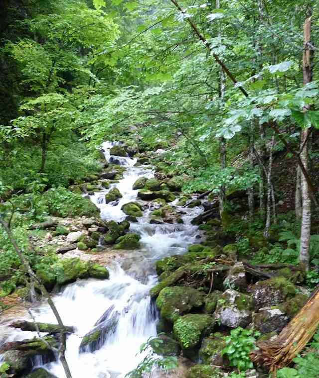 Im Harteslgraben im Nationalpark Gesäuse