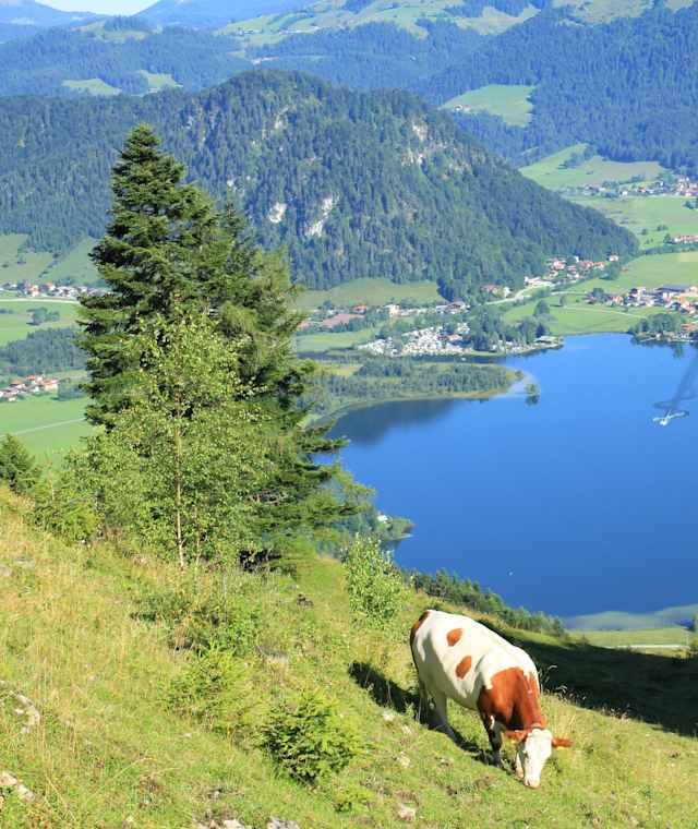 Vom Heuberg Blick auf den Walchsee