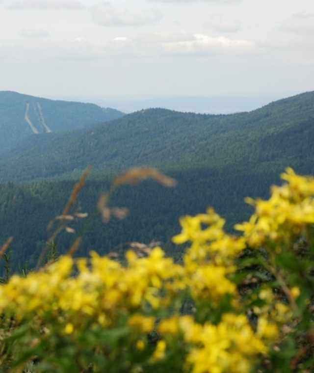Goldsteig Zuweg Nr. 17: Von Drachselsried nach Heugstatt