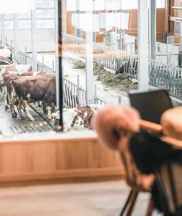 Heimatküche Blick auf den Kuhstall