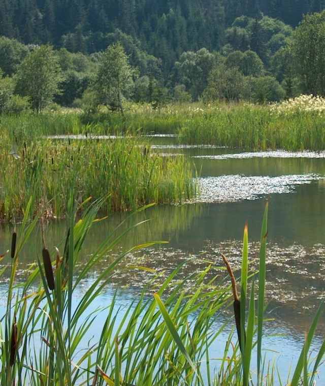 Hörfeldmoor