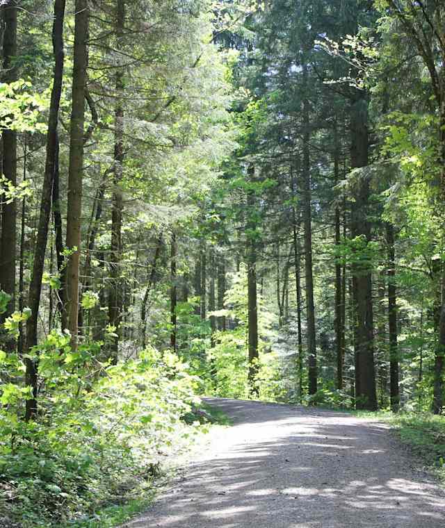 Waldweg am Zinnkopf