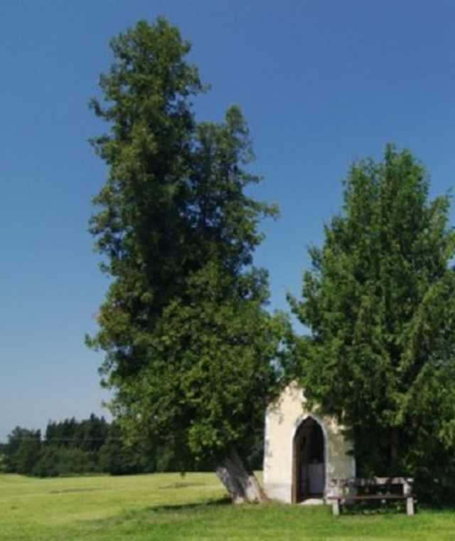 Holzwoerth-Rundweg