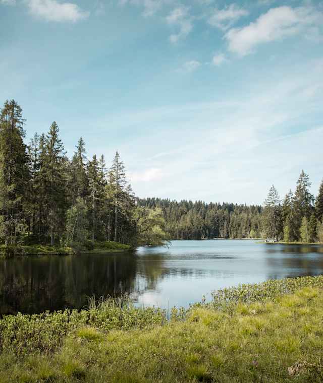 Moorsee Etang de la Gruère morgens