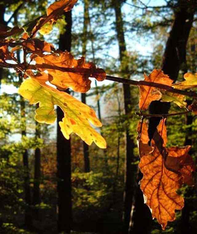 Herbstlaub