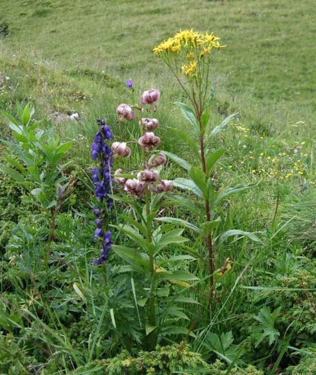 Türkenbund und Eisenhut im Nationalpark Nockberge