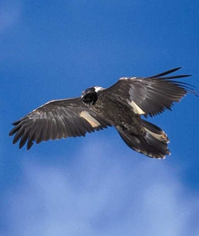 Junger Bartgeier im Naturpark Ötztal