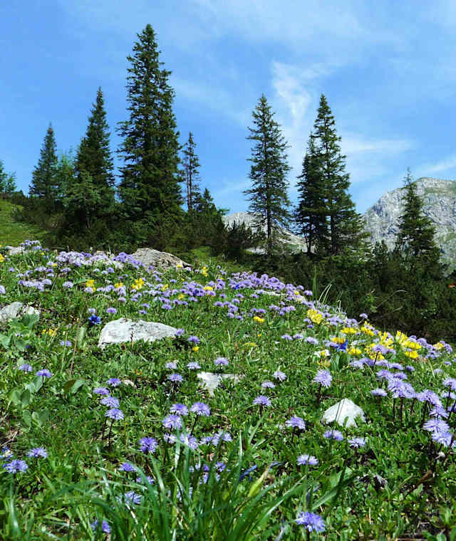 Blumenpracht im Naturpark Karwendel