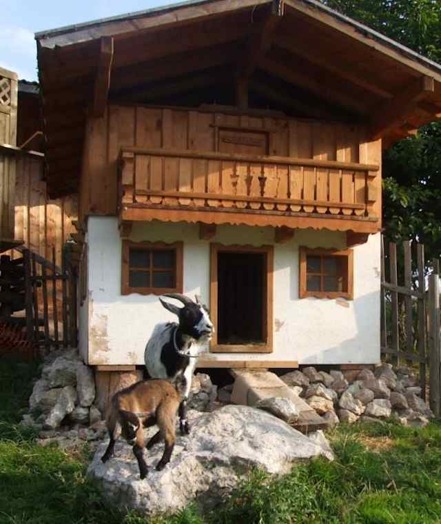 Auch die Ziegen fühlen sich wohl auf der Inzeller Kesselalm