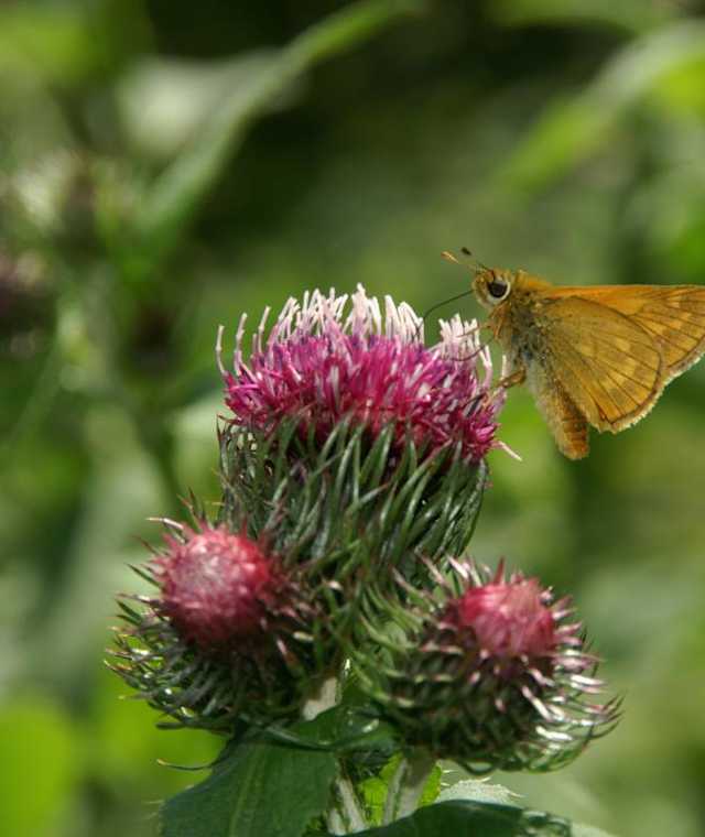 Distel mit Schmetterling