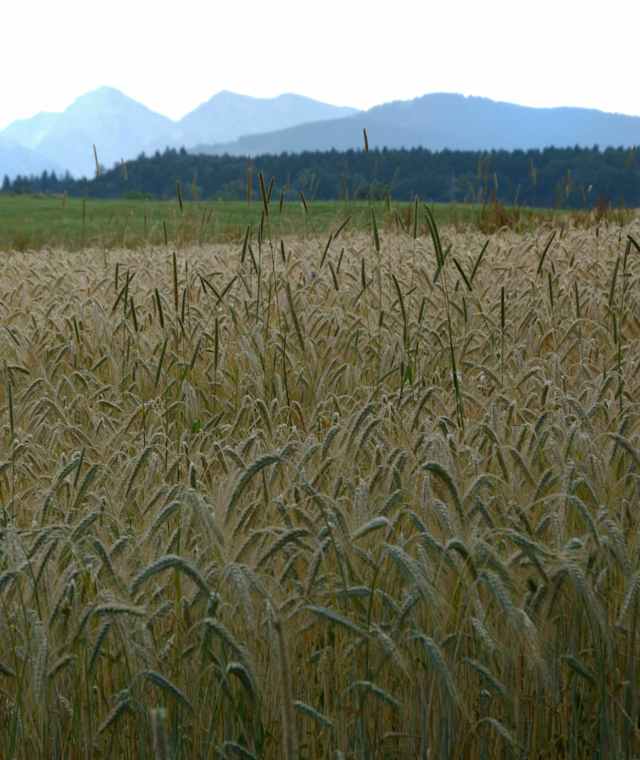 Kraimoos-Rundweg