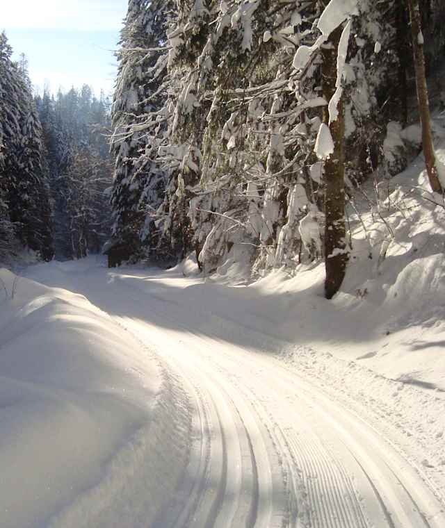 Die Loipe führt schön durch den Wald