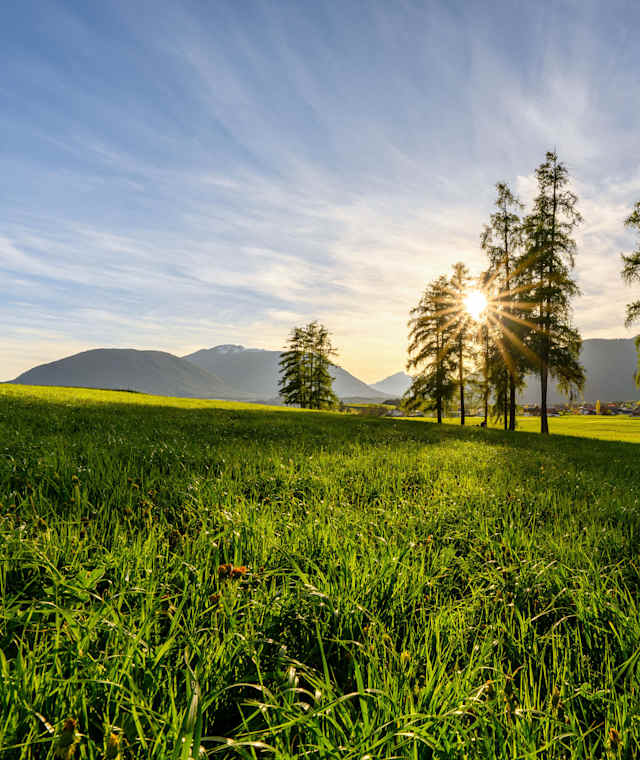 Lärchen am Mieminger Plateau