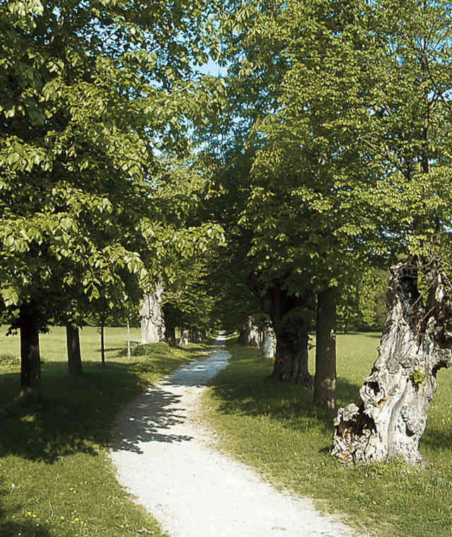 Die Lindenallee führt zum alten Kloster St. Anna.