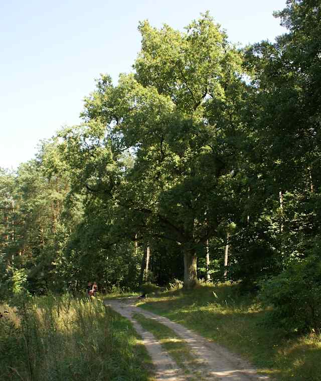 Einzelgänger