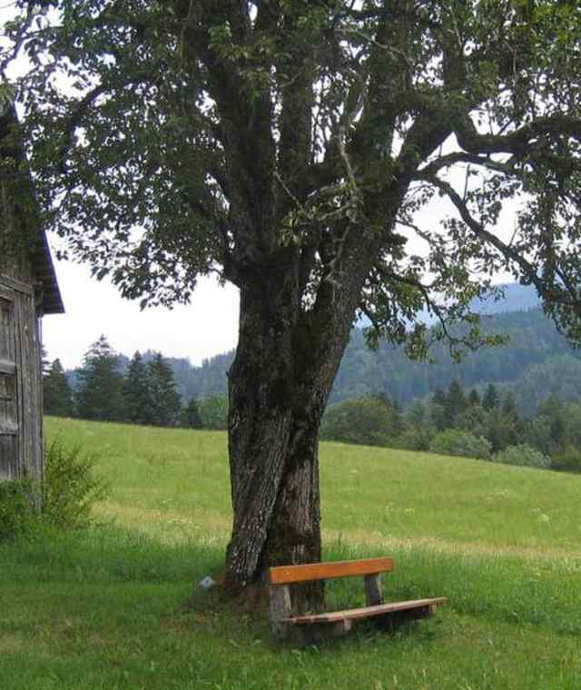Mostbauern-Runde (RundWanderWelt Hinterstoder)