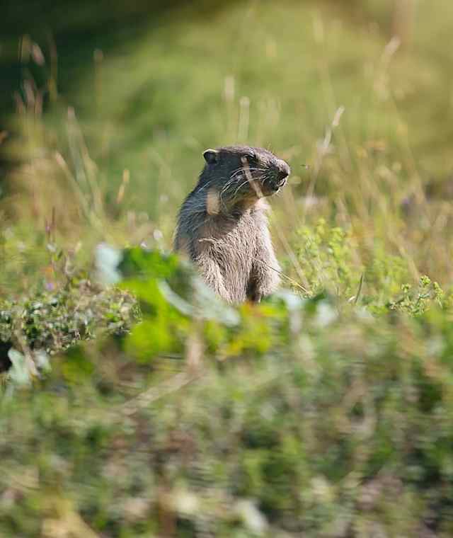 Murmeltiere