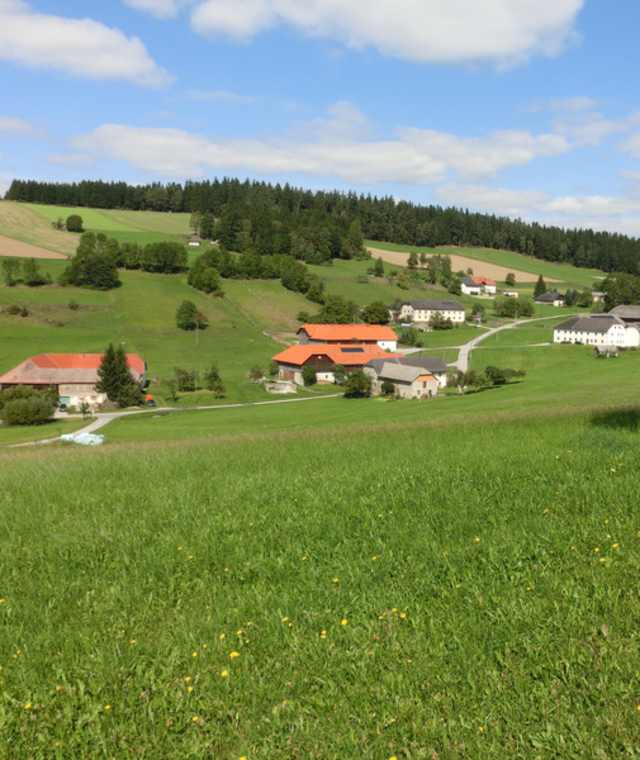 Wiese