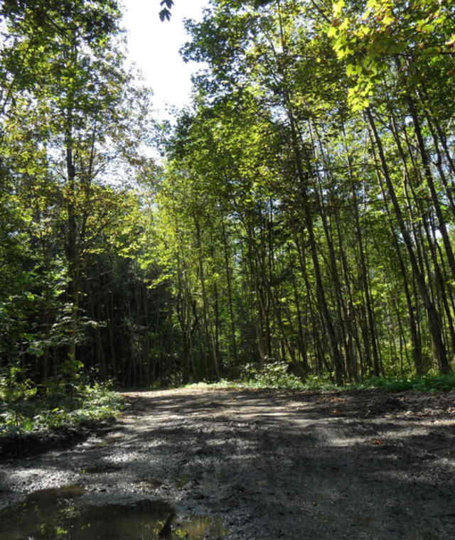 Natur pur im Almtal ab Bad Wimsbach-Neydharting