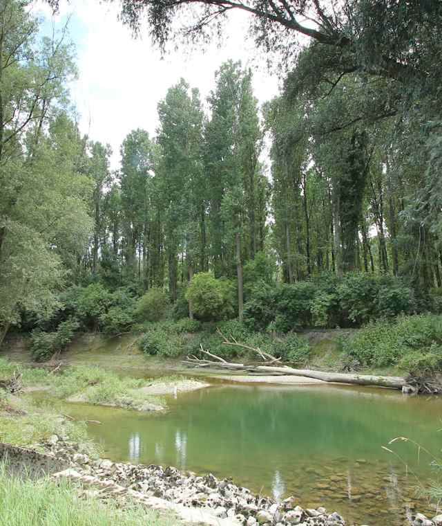 Altarm der Donau im Nationalpark Donau-Auen