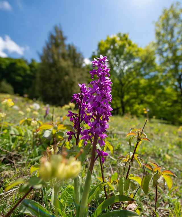 Orchidee unweit des Naturschutzgebiets Ibengarten
