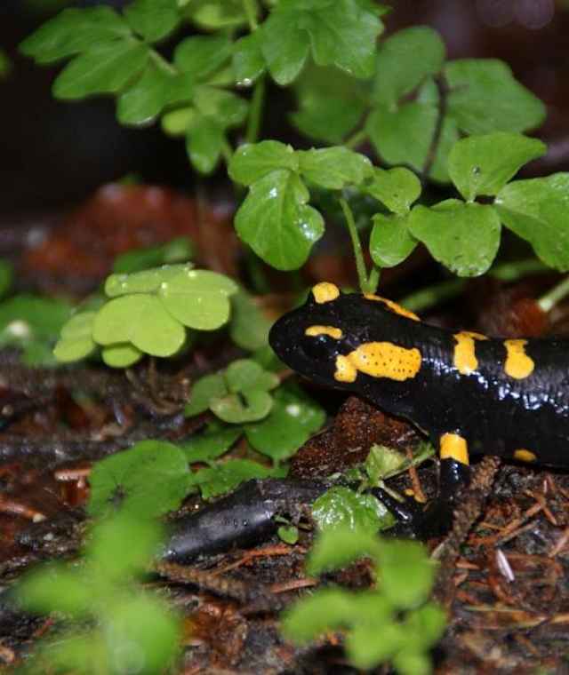 Feuersalamander